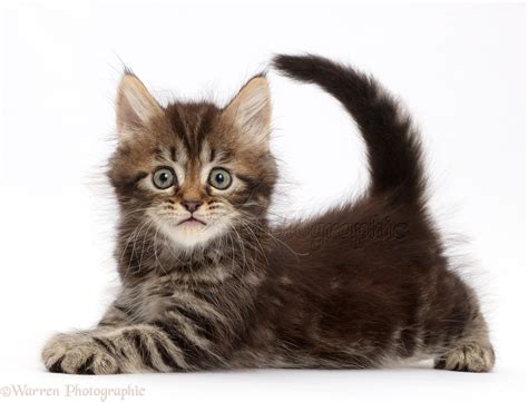 Tabby Persian-cross kitten photo WP43613