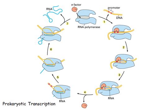 Components of Transcription factors - TRANSCRIPTION FACTORS (PROKARYOTES)