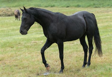 So Many Horse Photos! - Blog - Heartland | Horse photos, Horses, Black ...