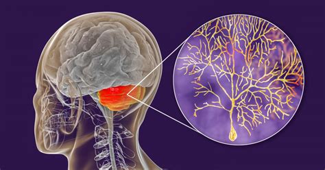 How Synchronized Purkinje Cells Coordinate Skilled Movements | Psychology Today