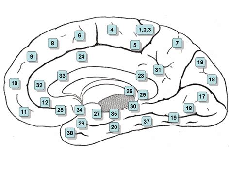 قائمة المناطق في الدماغ البشري - ويكيبيديا