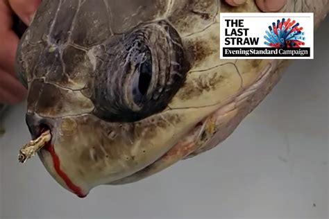 The Last Straw: Injured turtle with a 12cm plastic straw stuck up its ...