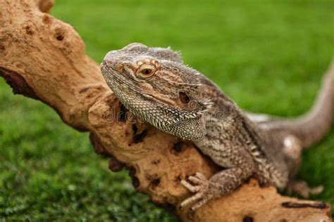 Bearded Lizard Pogona Barbata on Tree Branch Stock Photo - Image of ...