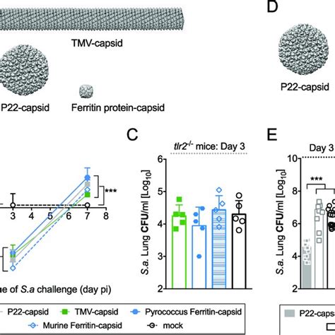 Repeating protein subunit structure, but not spherical shape or size,... | Download Scientific ...