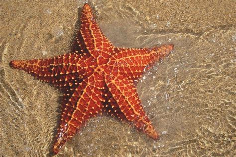 5 curiosidades de las estrellas de mar que todos deberían saber