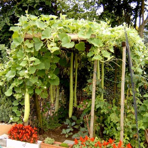 Bottle gourd Snake Seeds (Lagenaria siceraria) - Price: €2.00