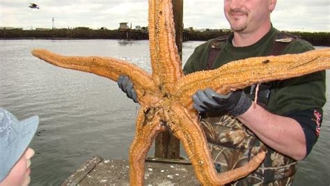 The Echinoblog: Giant Pink Sea Stars from the Northwest Pacific-UPDATE!