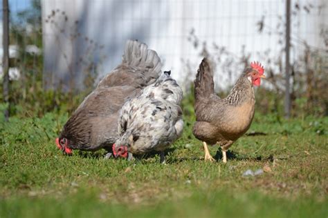 Meyer Hatchery Blog | Your Premier Poultry Resource