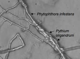 Pythium oligandrum - microbewiki