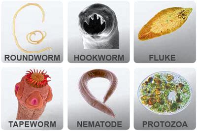 Parasites: A Widespread Problem – Miami Colon Hydrotherapy & Colonics