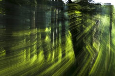 Mystical forest - Limited Edition 1 of 5 Photograph | Mystical forest ...