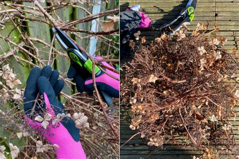 How & When To Deadhead & Prune Your Climbing Hydrangea