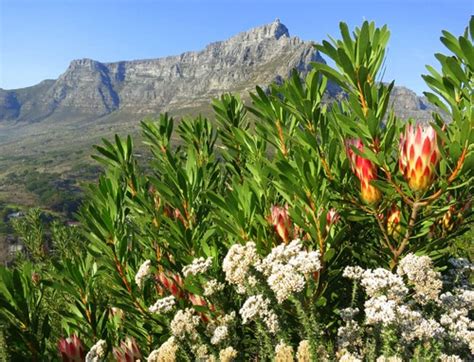 Table Mountain Ranked the Most Visited SA National Park in 2013 - cometocapetown.com