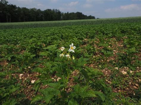 System Development for Potato Crop Growth Management