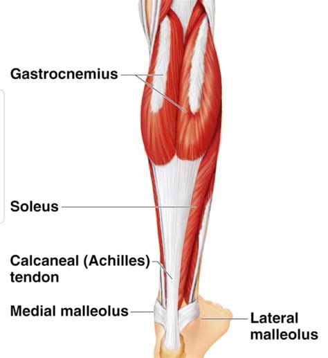 calf muscle anatomy | Sports Physio Massage Gold Coast | Ashmore ...