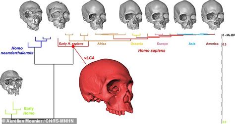 Scientists use fossils to create a skull model of the last common ancestor of all modern humans ...