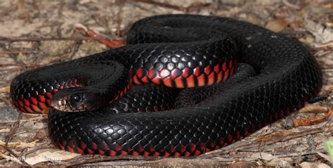 Red-Bellied Black Snake | Red and black snake, Snake, Australia animals