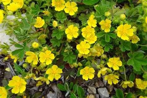 11 Different Types of Potentilla - Garden Lovers Club