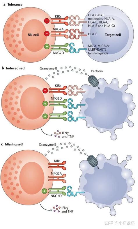 肿瘤免疫治疗中的NK细胞 - 知乎