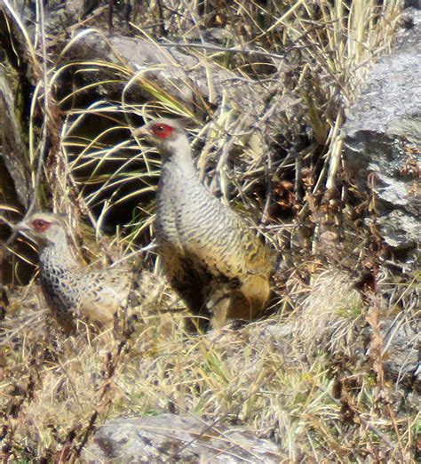 Just About Everything: In search of the Cheer Pheasant, Uttarakhand, India