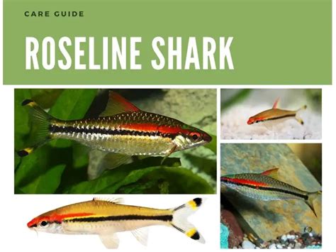 The Ultimate Roseline Shark Care Guide