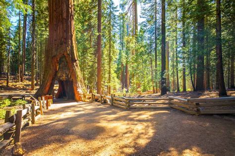 Mariposa Grove guided hike Yosemite National Park | REI Co-op Adventure Center