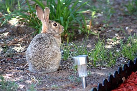 Observant Bunny