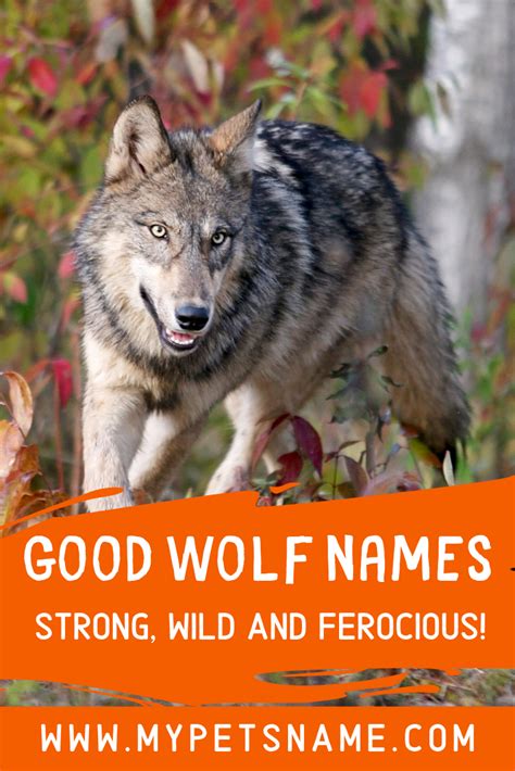 Good Wolf Names | Wolf name, Cool pet names, Wolf dog