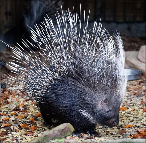 Porcupine ( South African / Cape Porcupine) - Dudley Zoological Gardens