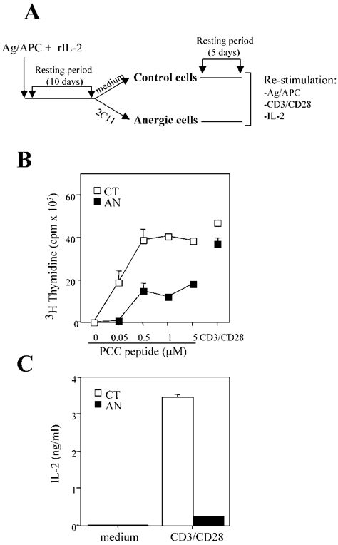 Chronic TCR engagement results in the establishment of T cell clonal... | Download Scientific ...