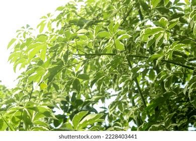 Randu Varigata Tree Has Another Name Stock Photo 2228403441 | Shutterstock