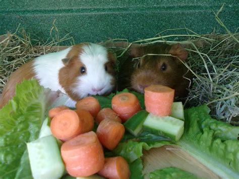 Vet Tips: Feeding Your Guinea Pig