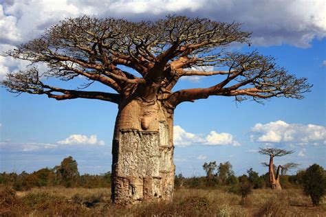 Madagascar; - ค้นหาด้วย Google | Weird trees, Tree, Baobab tree