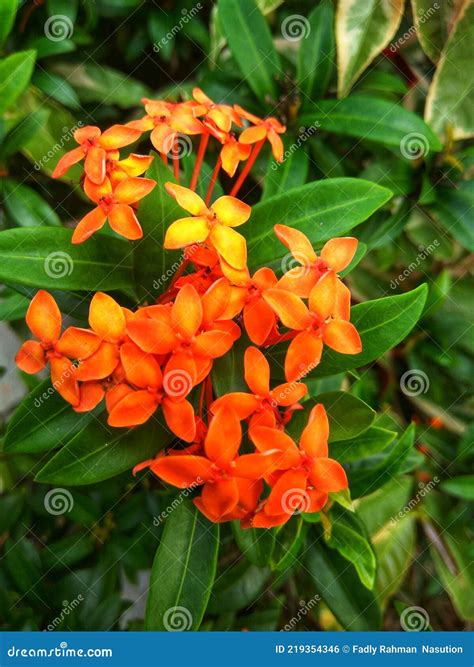 Flowers of Ashoka Tree in the Garden Stock Photo - Image of produce ...