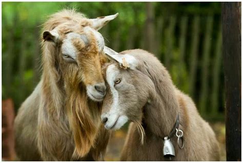 Toggenberg goats - I've found to be an extremely healthy hardy breed that can skip a breeding ...