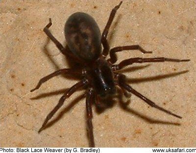 types of house spiders uk - Deeann Earls