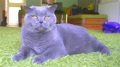 British Shorthair Cat - Blue, Grey or Violet? - YouTube