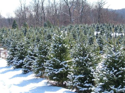 Christmas Tree Farms Near Me: Pennsylvania Christmas Tree Farms 2022