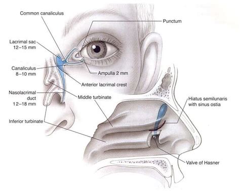 Nasolacrimal Duct Anatomy