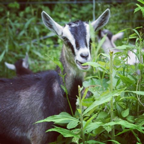 Alpine made organic goat milk skin care | Farm life, Goats, Animals