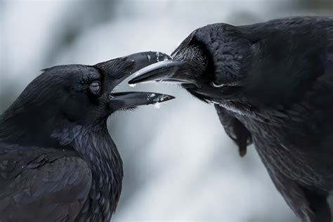 In photos: Natural History Museum's Wildlife Photographer of the Year ...