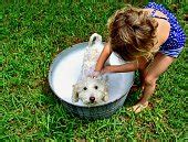 Free picture: family, washing, dog, back, yard