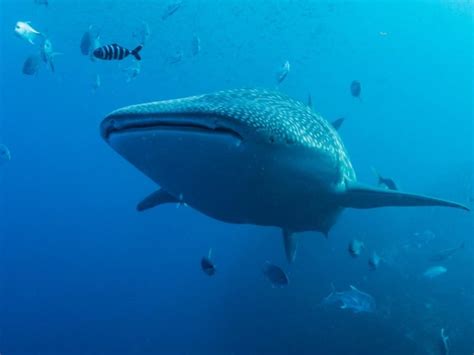 6 Best Tours To Book For Seeing Whale Sharks In La Paz, Mexico ...