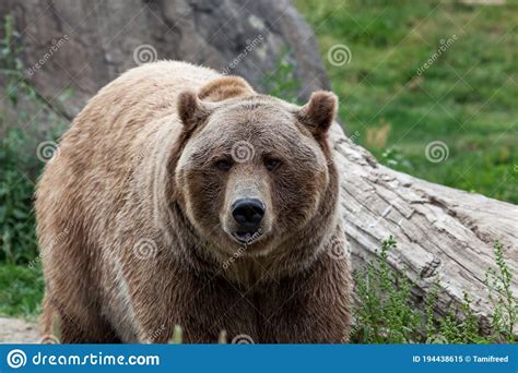 Grizzly Bear Face Close Up stock image. Image of looking - 194438615