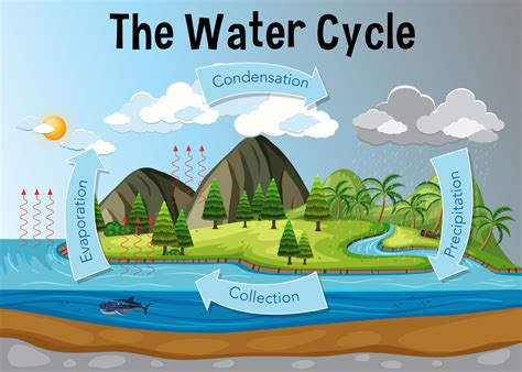 The Water Cycle With Labels