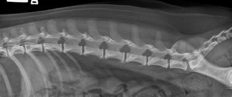 Small Animal Spinal Radiography Series: Lumbar Spine Radiography - Today's Veterinary Practice