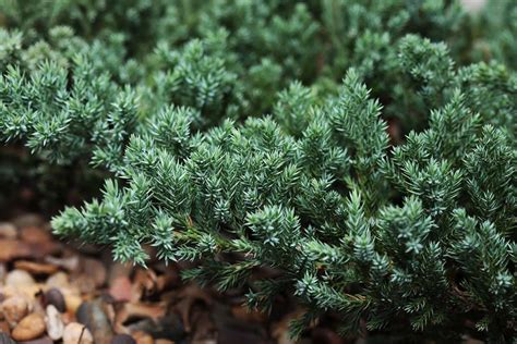 How to Grow and Care for Creeping Juniper | Gardener’s Path