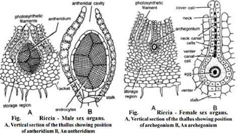 Reproduction of Riccia