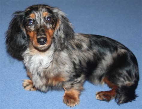 Miniature Dachshund Facts, Info, Temperament, Puppies, Pictures