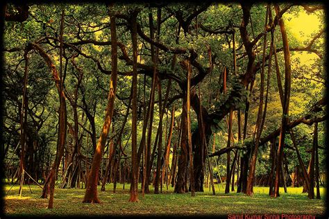 more than 250 years old great banyan tree. Botanical garden kolkata (Howrah), west bengal, india ...